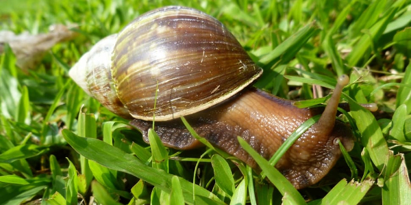 snail-grass-giant-shell-Never-Going-To-Be-approved.jpg